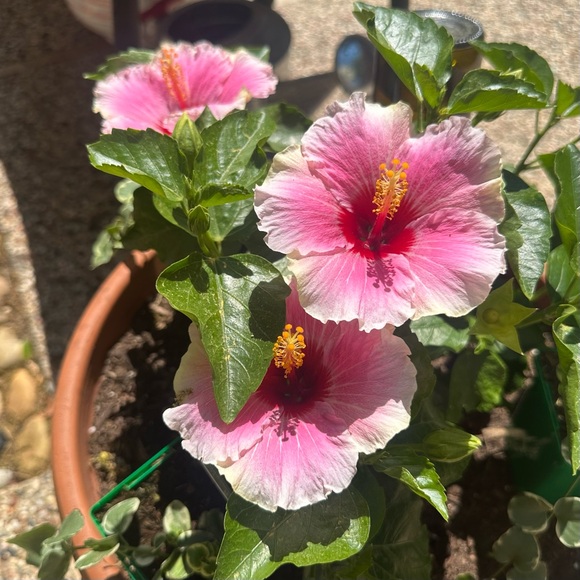 🌼Spring!🌼 - Picture 2 of 2